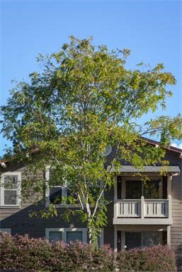 Exterior balcony view