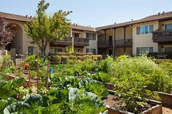 El Mirador Apartments Garden Sunnyvale, CA 165 Bernardo Ave Sunnyvale El Mirador Apartments - Photo Gallery 3