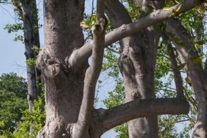 Photos And Video Of Gardens Of Fontainbleu In Cupertino Ca