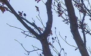 Gardens Of Fontainbleu Apartments In Cupertino Ca
