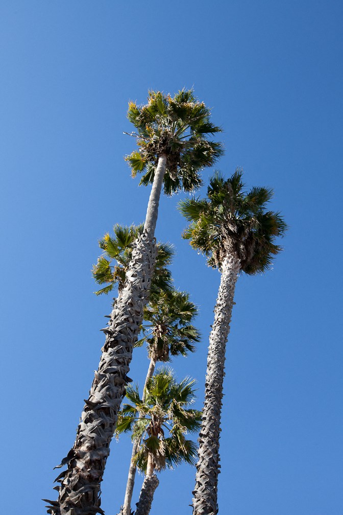 Park Regent Apartments 2020 Latham Street  Mountain View, CA 94040