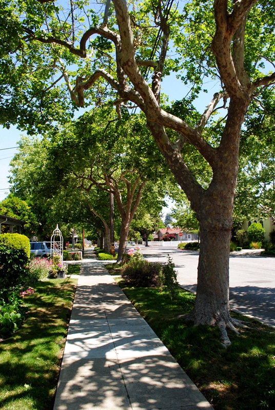 A tree with a twisted trunk stands next to a sidewalk.