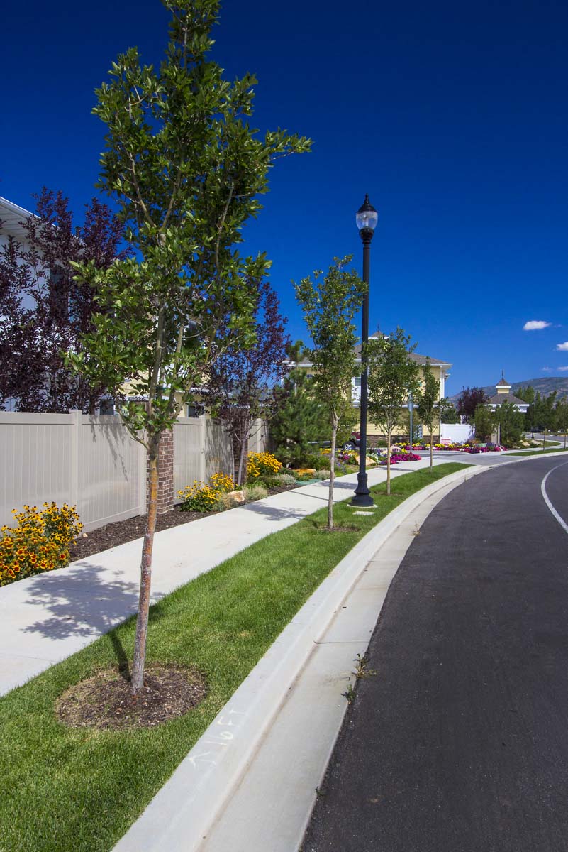 a street with a tree and a lamp post