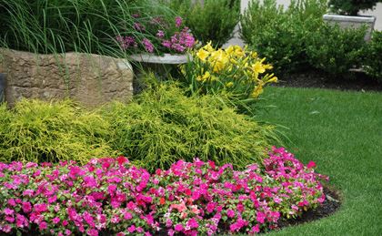 a group of flowers in a garden