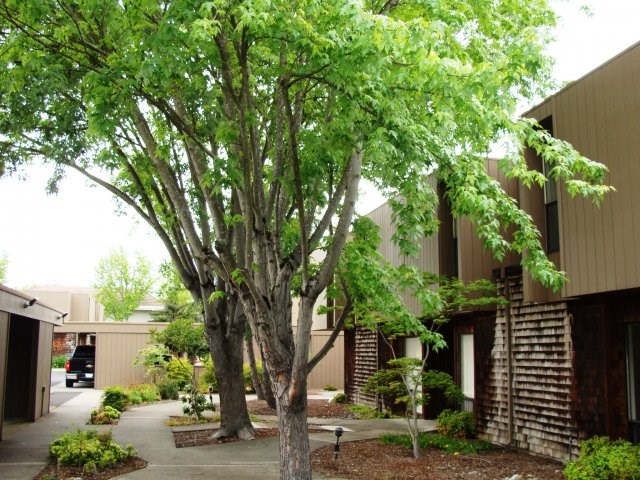 a tree in front of a building