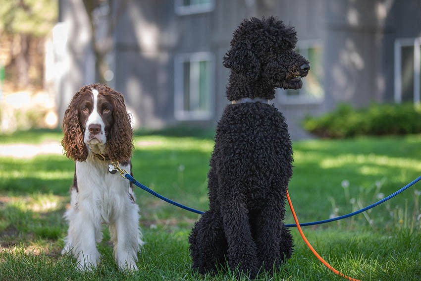 two dogs sitting on a leash in the grass