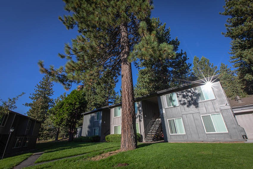 a house with a large tree in front of it