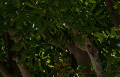 Apartments In Long Beach Ca Patio Gardens Resort Style Community At Patio Gardens California 90815