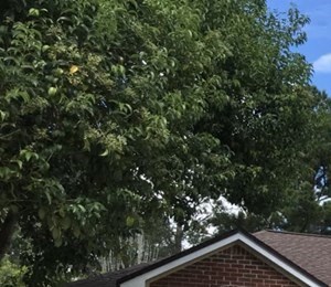 Houses For Rent In Forest Hammock Oakleaf Plantation Fl Rentcafe