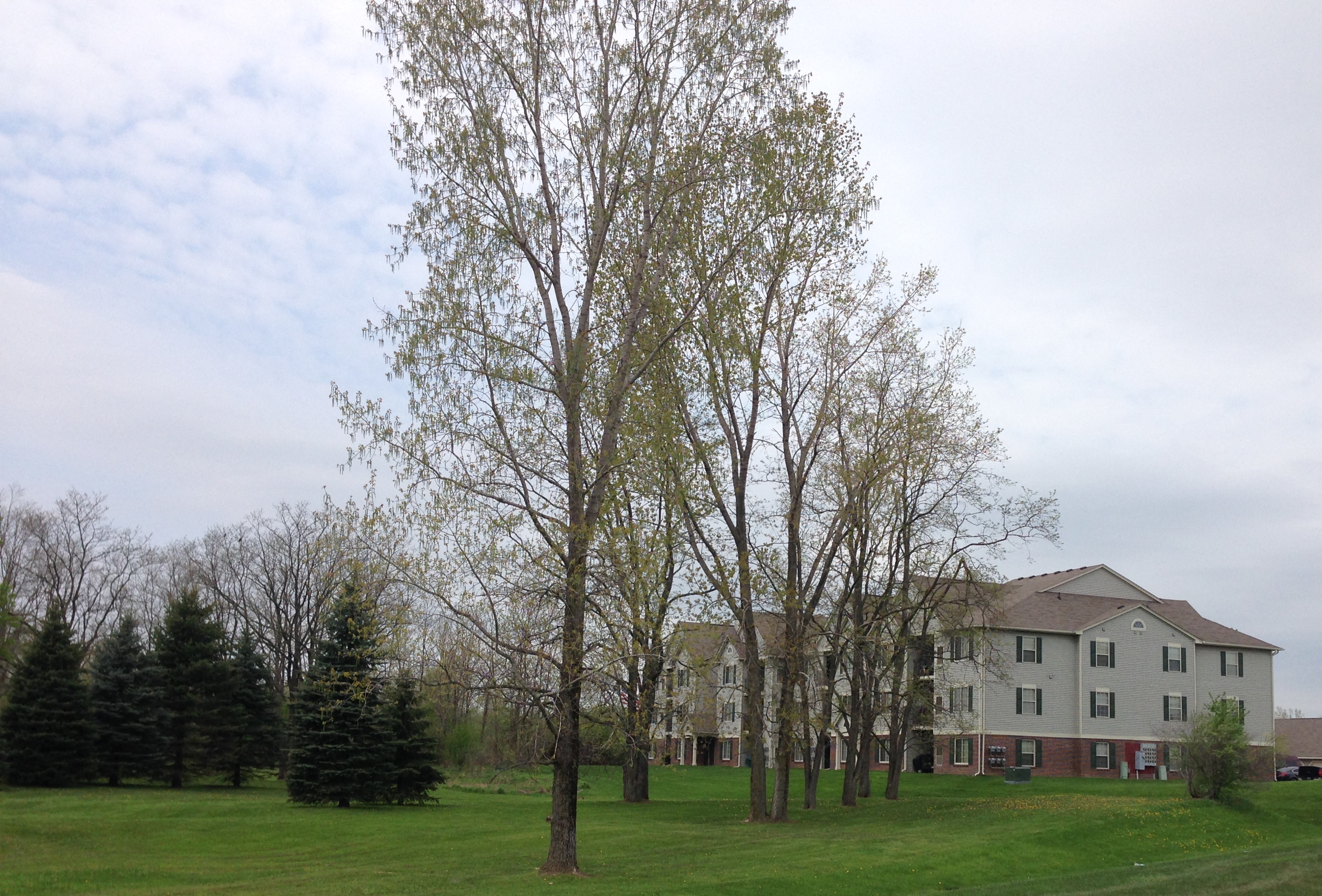 a group of trees in front of a house