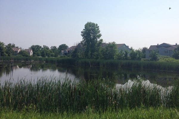 a body of water with trees and houses in the background