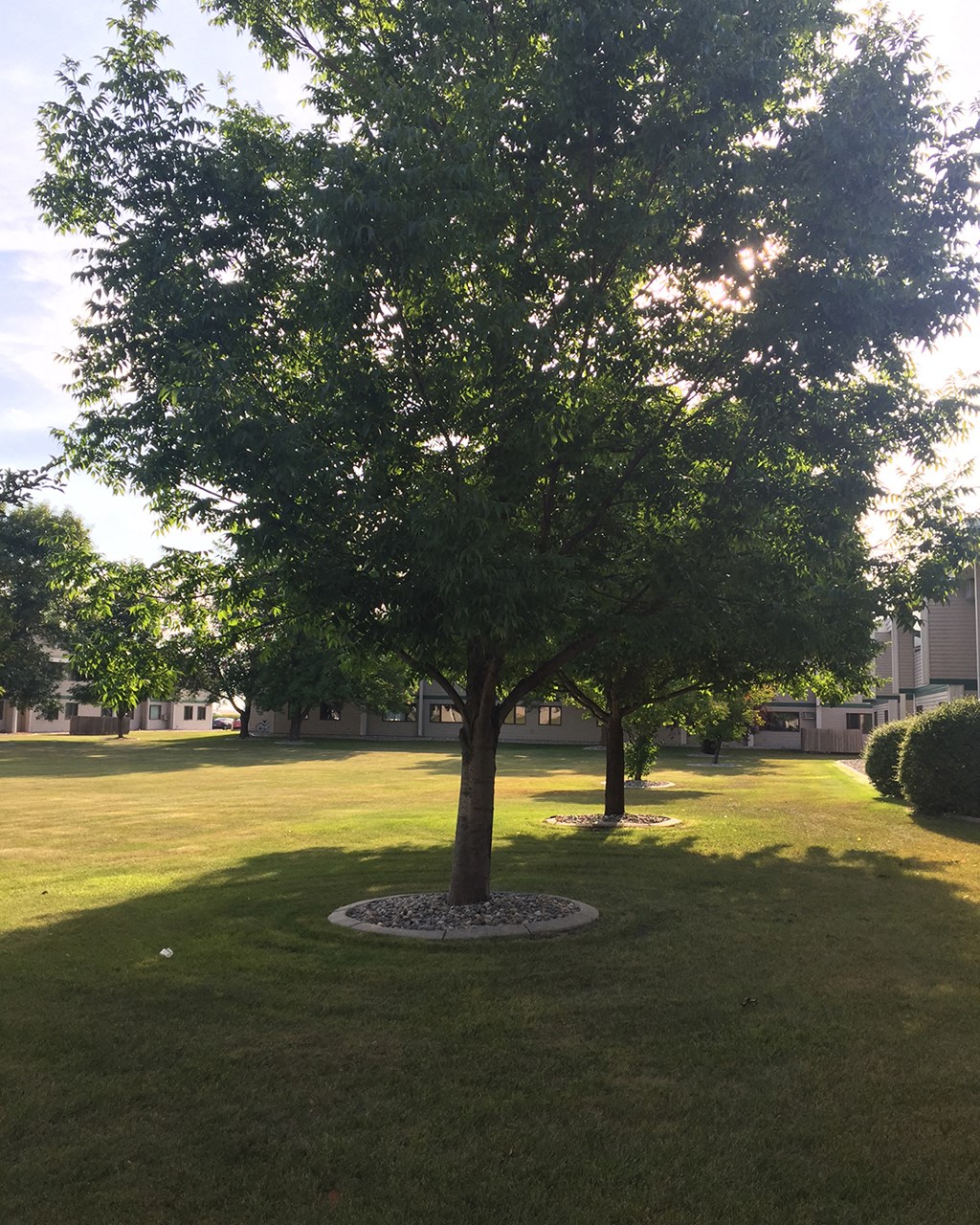 a tree in the middle of a grass field
