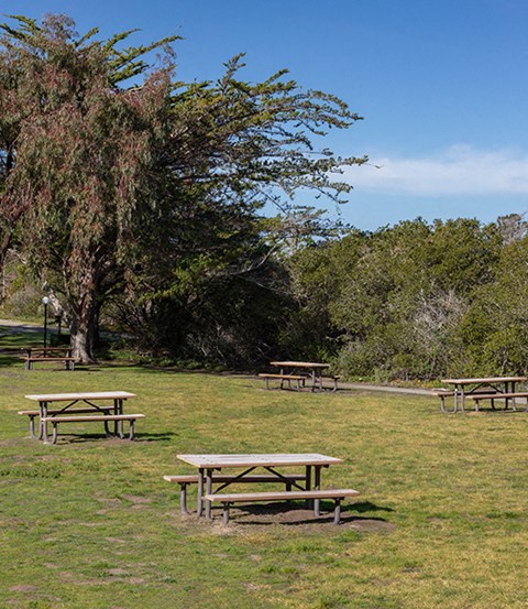 grass field with picnic benches