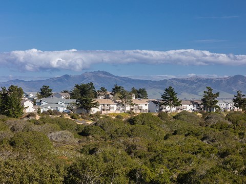 aerial view of trees and building