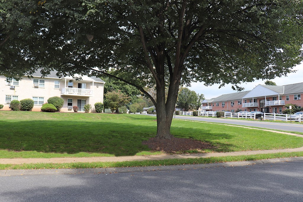 a tree in the middle of a lawn in front of some houses