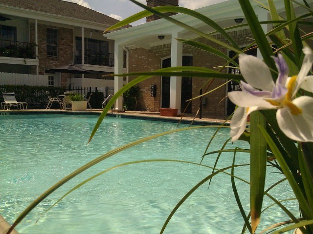 a swimming pool with flowers in front of a house