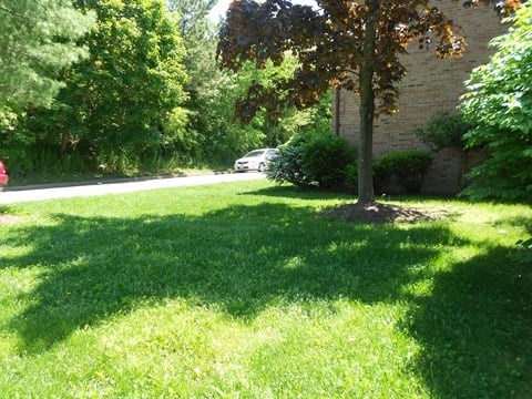 A tree in a yard with a car parked in the background.