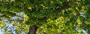 Plaza East Townhomes Apartments In Kansas City Mo