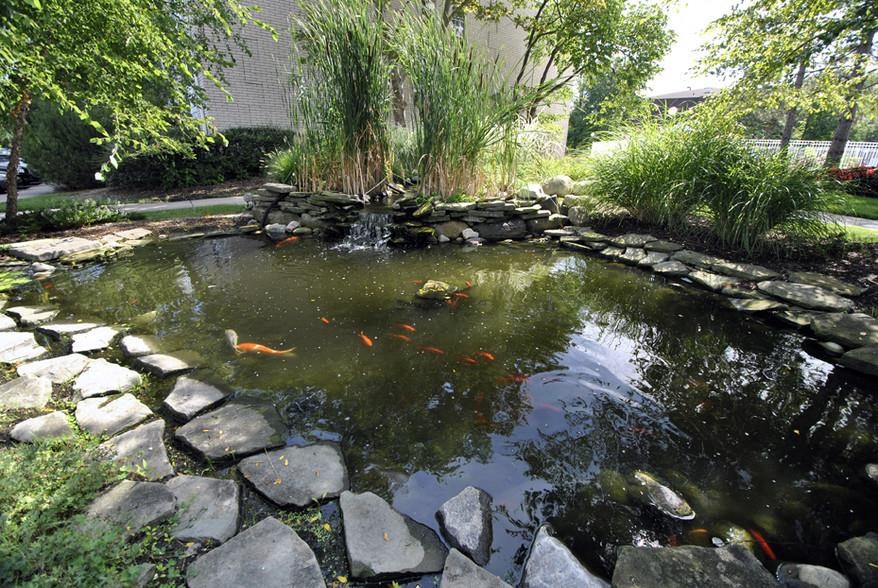 a pond with koi fish in a garden