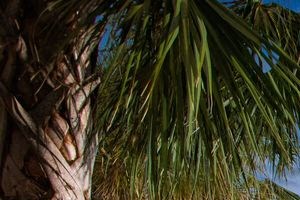 Image for ARIUM Seaglass At Ponte Vedra Beach - 100 Lake Vista Drive