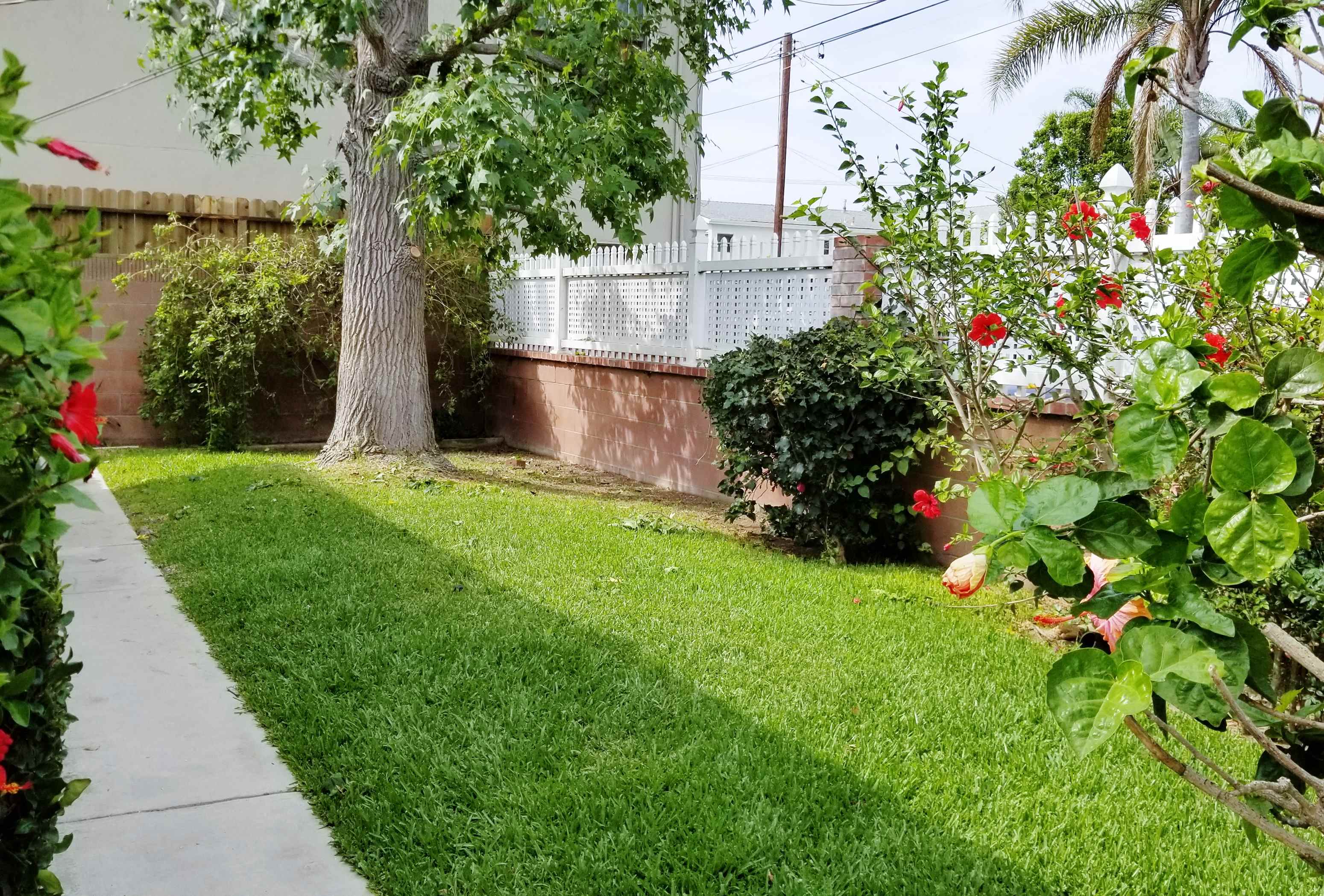 a yard with green grass and a tree and a sidewalk