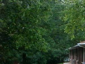 Entrance a patio with chairs and a tree in front of a house