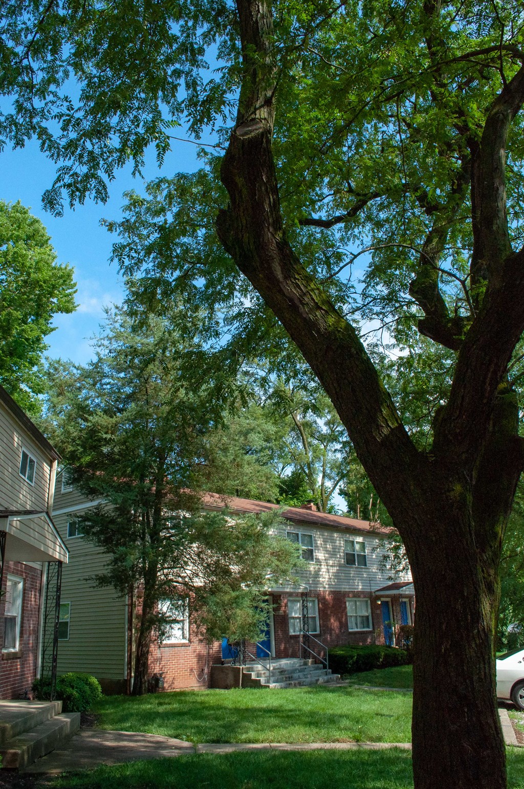 a tree in a yard in front of some houses