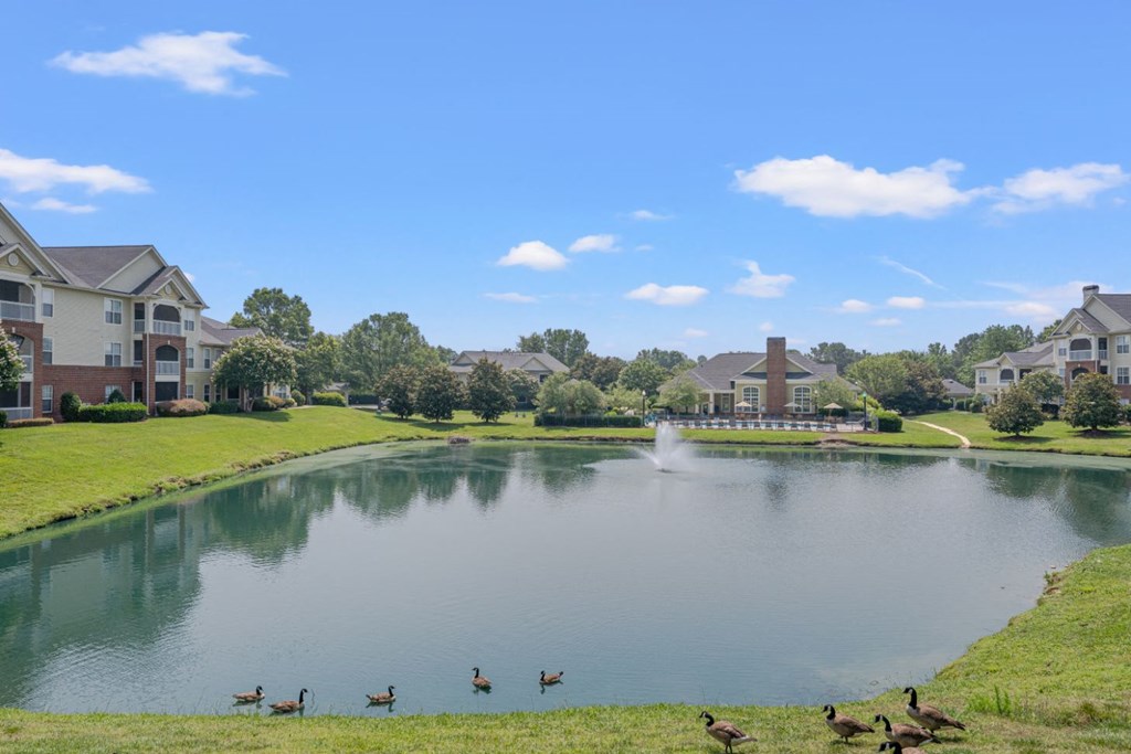 a pond with geese and ducks in front of houses