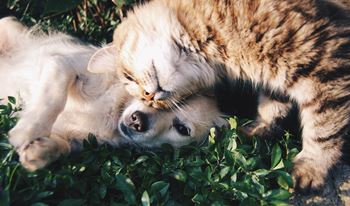 Pet Friendly Community