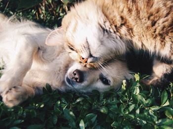 Pet Friendly Community