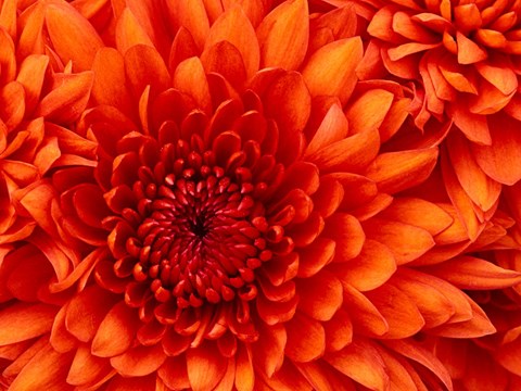 A close up of a vibrant orange dahlia flower.