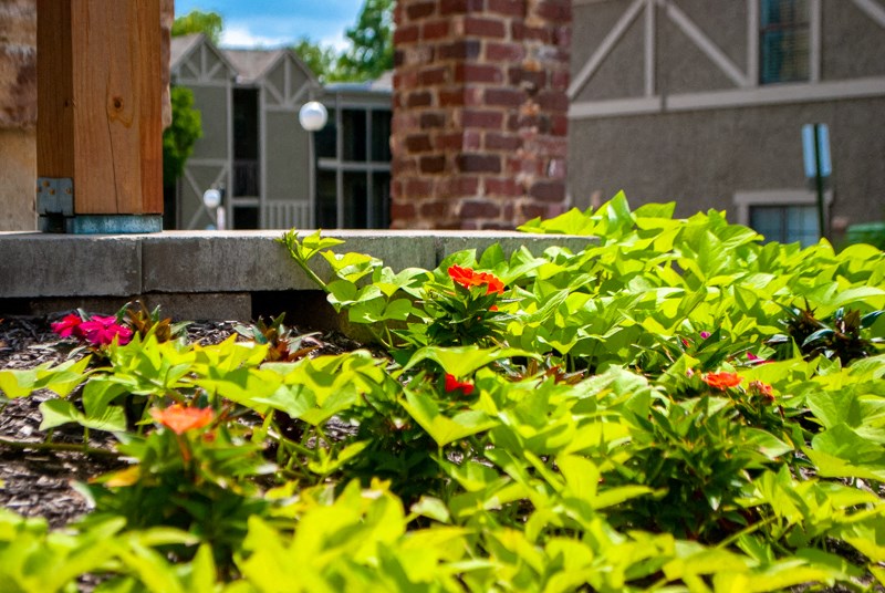 a garden of flowers in front of a building