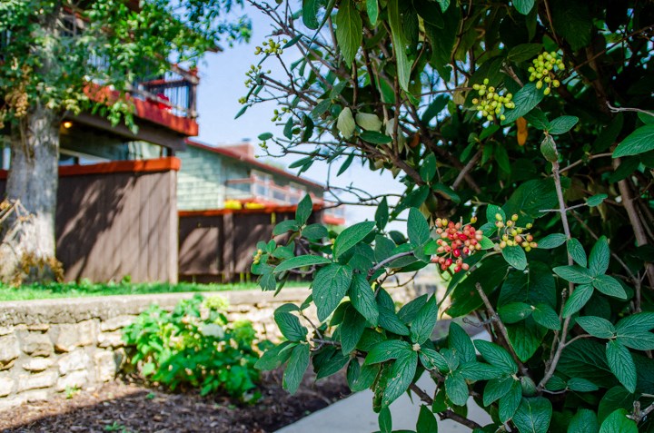 the front yard of a house with a tree and a sidewalk