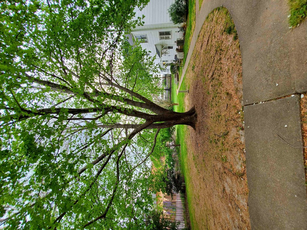a tree uprooted on the side of a street