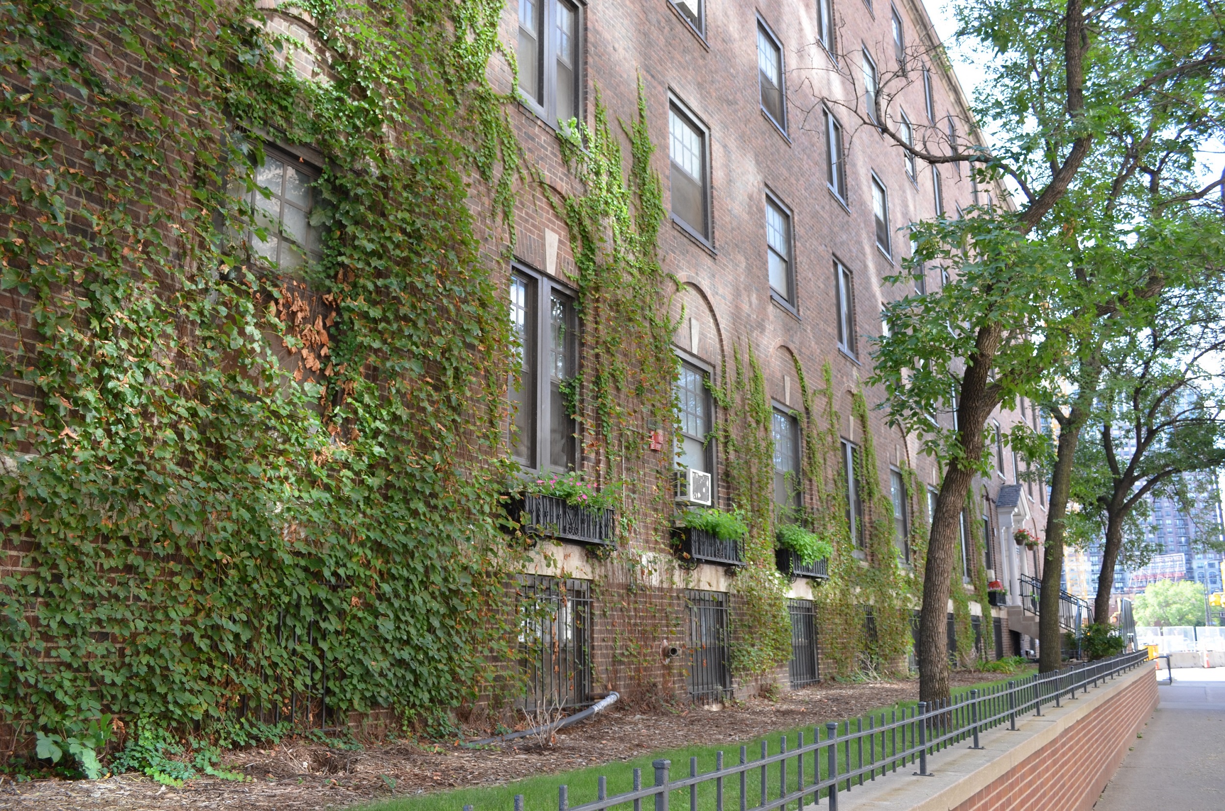Side of Building with Vines