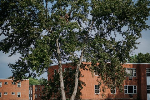 a large tree in front of a brick building