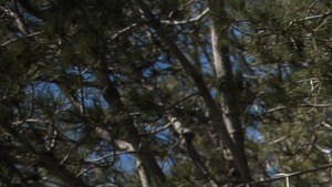 a sign at the top of a hill with trees