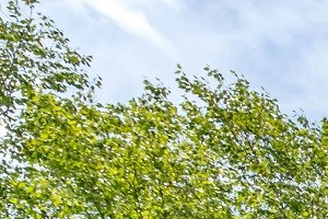 Hudson High House Apartments 100 Terrastone Place Cary Nc Rentcafe