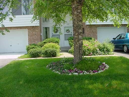 a tree in the front yard of a house
