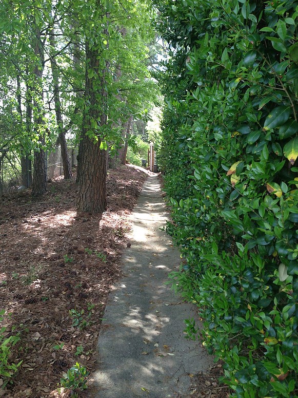 a path in the middle of the woods