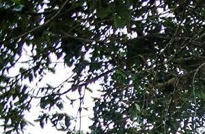 21 South Parkview Apartments In Baton Rouge La