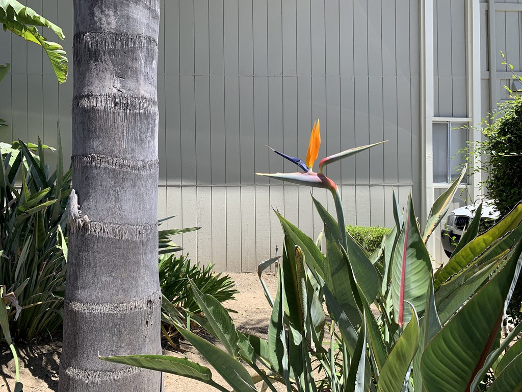 a bird of paradise flower next to a tree