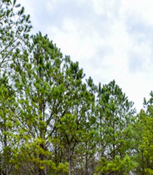 Villas At Loganville Apartments In Loganville Ga