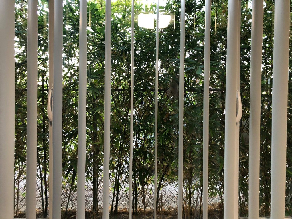 a view of a tree from behind a fence