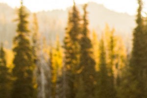 North Main at Steel Ranch | Pet Friendly Enjoy Nearby Trails with your Furry Friends - Photo Gallery 4