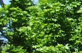 Fernwood Court Apartments Apartments in Oregon City OR Fernwood Court Apartments Apartments in Oregon City OR