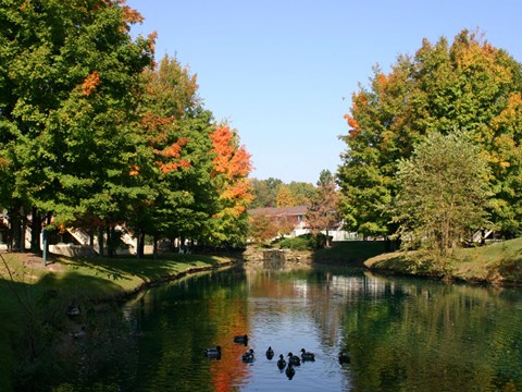 a river flowing through a park with trees and ducks on it