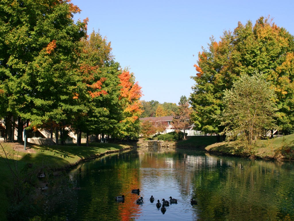 a river flowing through a park with trees and ducks on it