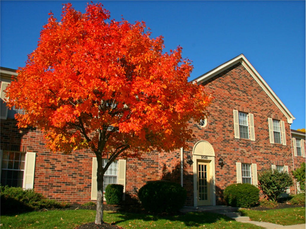 a maple tree in front of a brick building