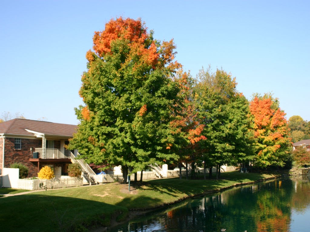a house on the river with trees in front of it